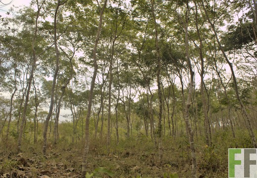 Finca El Tirao IV 2019