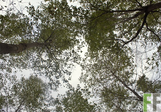 Finca El Tirao IV 2019