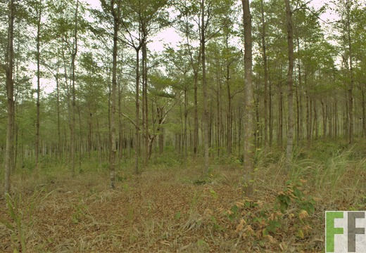 Finca El Tirao IV 2019