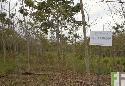 Finca El Tirao IV 2019