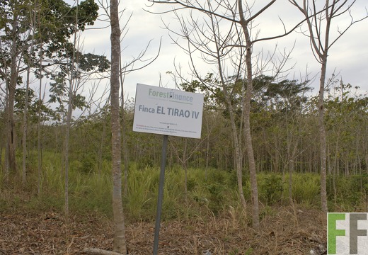 Finca El Tirao IV 2019
