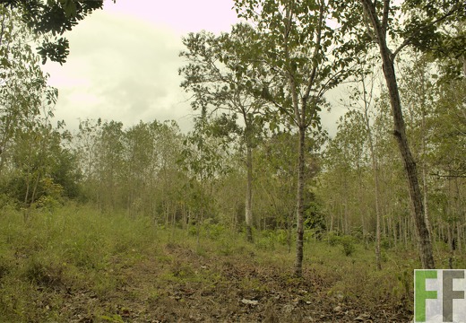 Finca El Tirao III 2019