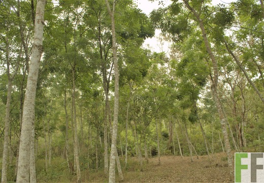 Finca El Tirao III 2019