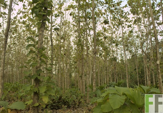 Finca El Tirao II 2019