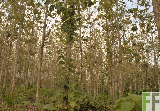 Finca El Tirao II 2019