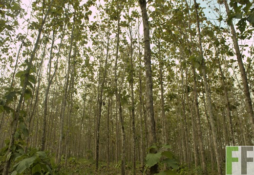 Finca El Tirao II 2019