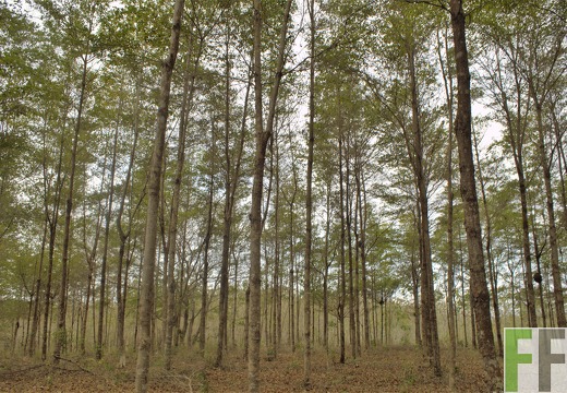 Finca El Tirao I 2019