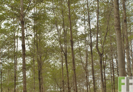 Finca El Tirao I 2019