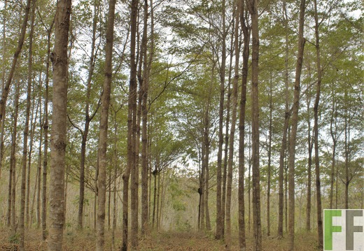 Finca El Tirao I 2019