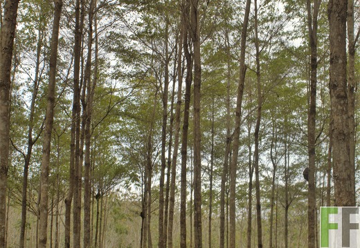 Finca El Tirao I 2019