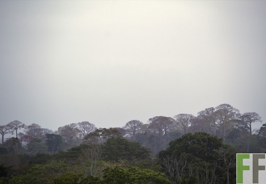 Finca Sansoncito 2019