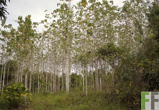 Finca Sansoncito 2019