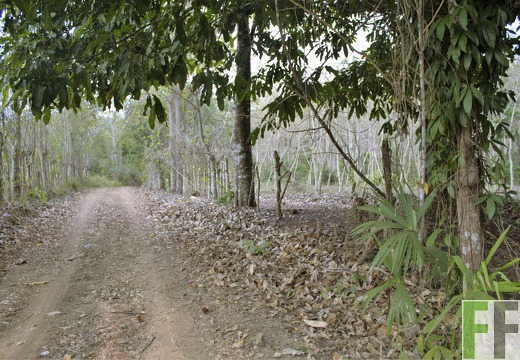 Finca Sansoncito 2019