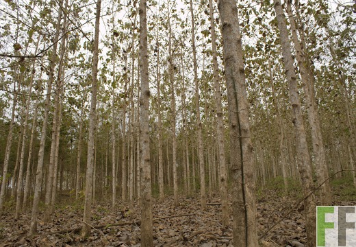 Finca Sansoncito 2019