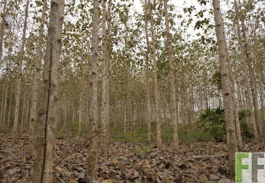 Finca Sansoncito 2019