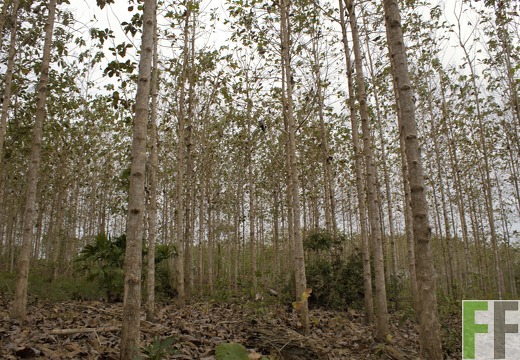 Finca Sansoncito 2019