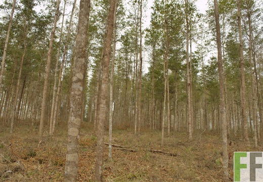 Finca Sansoncito 2019