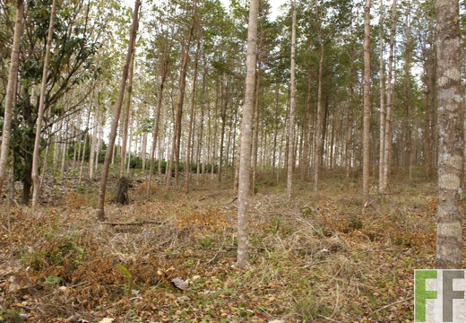 Finca Sansoncito 2019