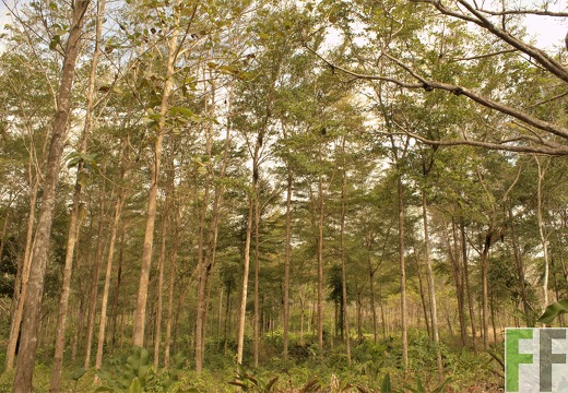 Finca Ojo de Agua 2019