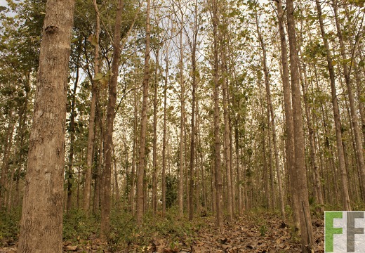 Finca Ojo de Agua 2019