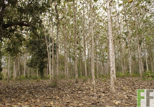 Finca Ojo de Agua 2019