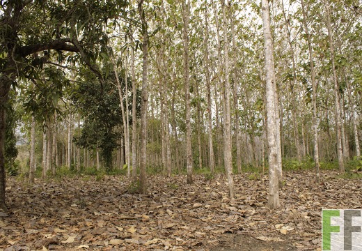 Finca Ojo de Agua 2019
