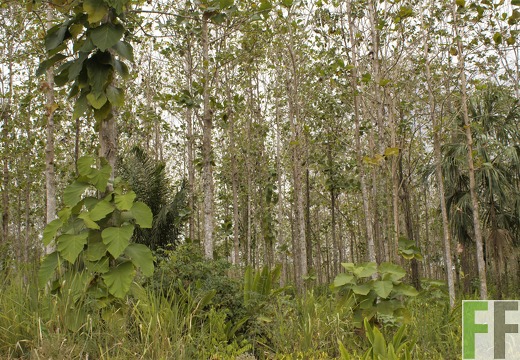 Finca Ojo de Agua 2019