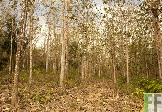 Finca Metetí II 2019