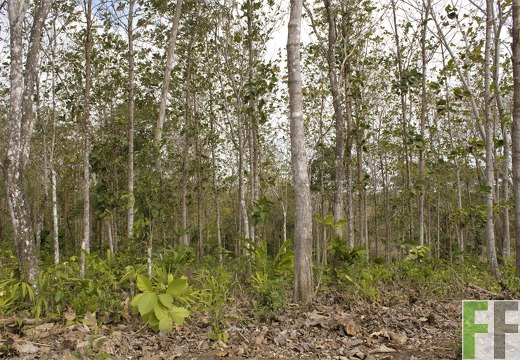 Finca Metetí II 2019