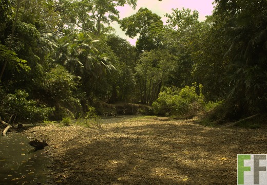 Finca Metetí I 2019