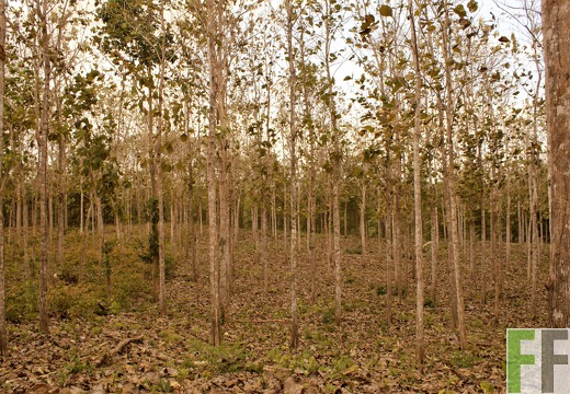 Finca Metetí I 2019