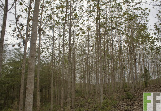 Finca El Javillo 2019