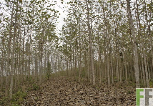 Finca El Javillo 2019