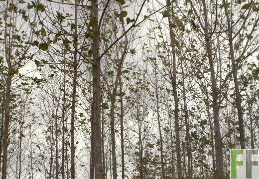 Finca El Javillo 2019