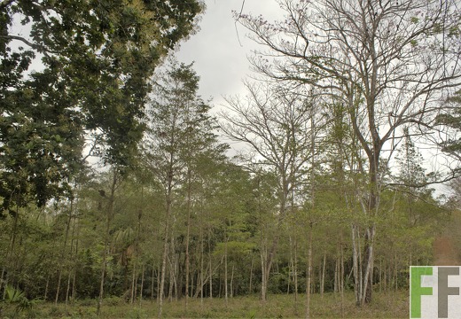 Finca El Javillo 2019