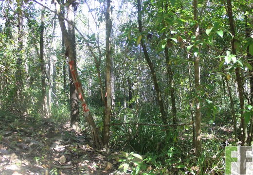 Finca Pampanillo 2019