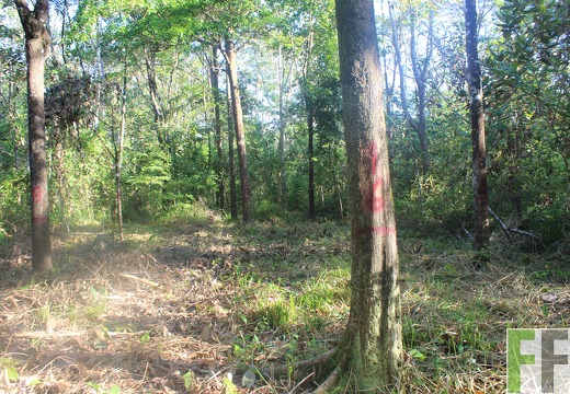 Finca Pampanillo 2019