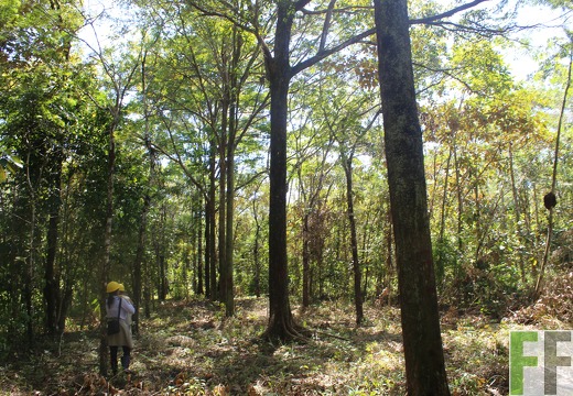 Finca Pampanillo 2019