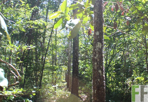 Finca Pampanillo 2019