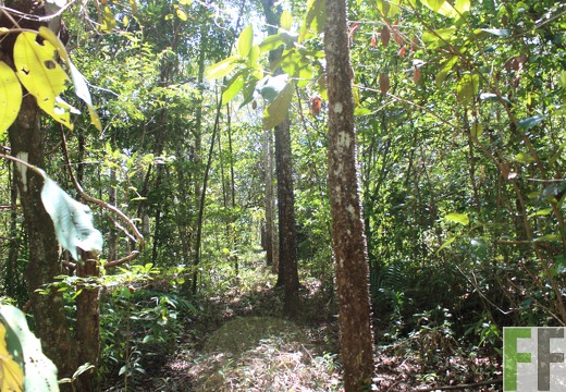 Finca Pampanillo 2019