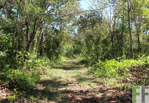 Finca Pampanillo 2019