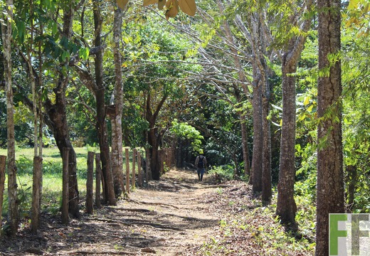 Finca Pampanillo 2019