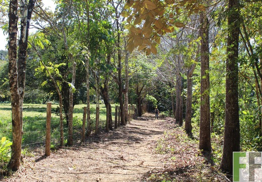 Finca Pampanillo 2019