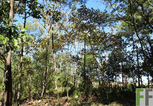 Finca Pampanillo 2019