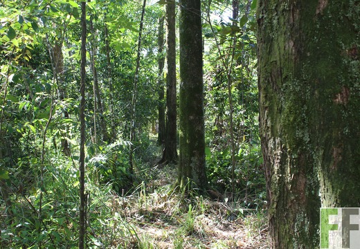 Finca Pampanillo 2019