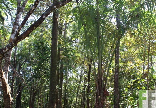 Finca Pampanillo 2019