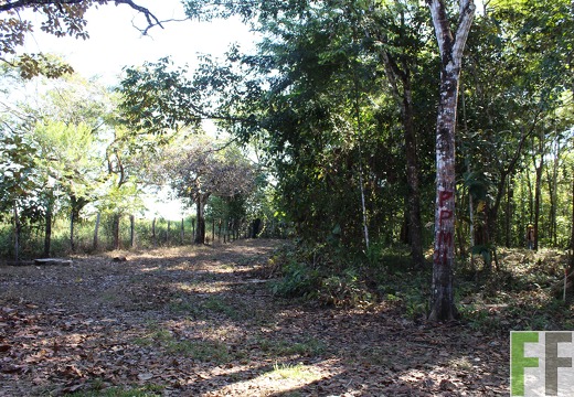 Finca Pampanillo 2019