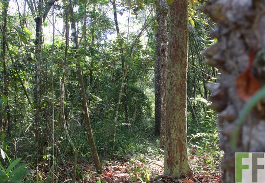 Finca Pampanillo 2019