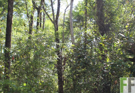 Finca Pampanillo 2019