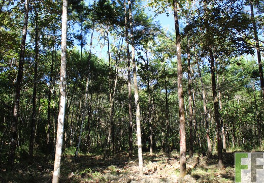 Finca Pampanillo 2019